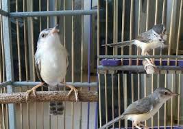 Lolohan burung citruk/cici padi/petik umur 3minggu. Download Suara Ciblek Sawah Gacor Pikat Mp3 Binatang Peliharaan