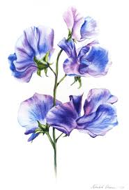 purple pea flowers painting by oksana