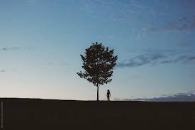 Affordable and search from millions of royalty free images, photos and vectors. Boy Standing Near Tree During Sunset By Kevin Keller