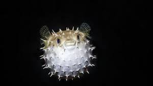 Cleaning a pufferfish is surprising easy (as long as you didn't put the. Tetrodotoxin Podcast Chemistry World