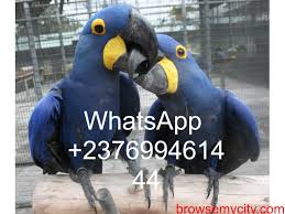 hyacinth macaws anodorhynchus