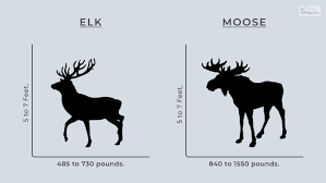 elk vs moose how to tell differences
