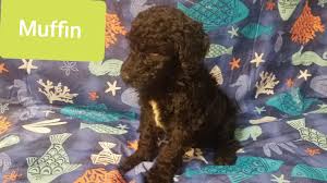 standard poodle breeder augusta ga