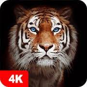 O tigre portrait 4k é um ótimo papel de parede para o seu desktop e laptop. Papeis De Parede Com Tigres 4k Apps No Google Play