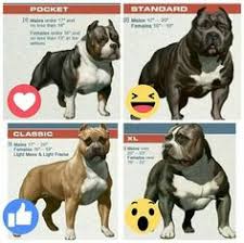 267 Best American Bully Images In 2019 Bully Dog Dogs