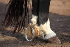 how-does-a-horse-with-laminitis-walk