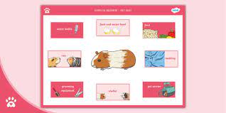 Guinea Pig Equipment Fact Sheet Pet
