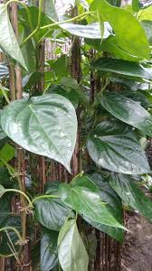 mitha sweet betel leaves plant betel