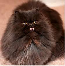 The black cat's costume and appearance were designed by dave cockrum. Meet Miss Raspberry Kittay And Her Smush Face Underbite Catster Pretty Cats Cats Long Haired Cats