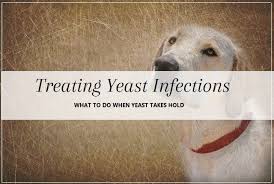 treating yeast infections pooch dog