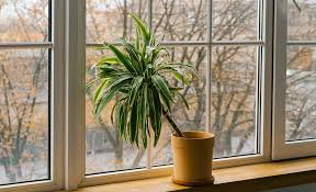 Indoor Plants That Are Easy To Maintain