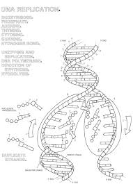 Dna structure dna replication and mitosis dna chromosomes and from dna structure and replication worksheet, source:slideplayer.com. Dna The Double Helix Coloring Worksheet Free Spreadsheet Structure And Function Hard Math Dna Structure And Function Coloring Worksheet Worksheet Free 8th Grade Math Tutoring Math Cafe Worksheet Generator Math Skills Test