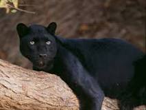 do-panthers-live-in-africa