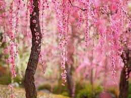 pink flowers bloom trees