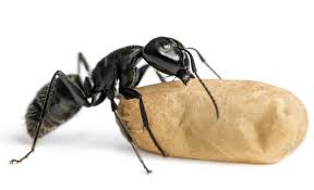 pest id black carpenter ants