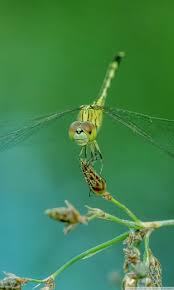 This app contain close up pics. Dragonfly Iphone Wallpaper Hd 768x1280 Wallpaper Teahub Io
