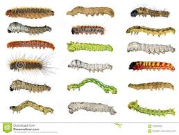 Butterfly Caterpillar Identification Chart Animal Hd Wallpaper