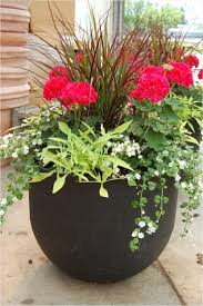 potted plants outdoor flower pots