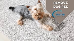how to get dried dog out of carpet