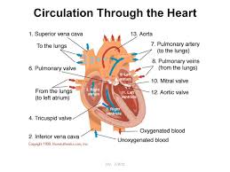 Review Labeled Heart Diagram Ppt Video Online Download