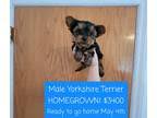 We provide a free lising service for yorkshire terrier breeders to advertise their puppies in chandler, flagstaff, lake havasau, mesa, phoenix, scottsdale, tempe, tucson and anywhere else in arizona. Yorkshire Terriers For Sale In Tucson Dogs On Oodle Classifieds