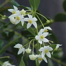 Fragrant Wax Plant Hoya Odorata