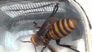 queen asian giant hornet you