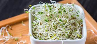 alfalfa sprouts benefits and how to