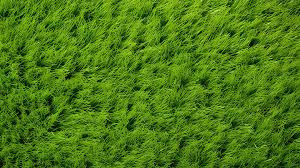 Grass Texture Background Image