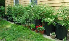 Urban Gardens How To Plant In A Small