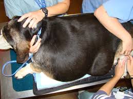 tending to fatty tumors in dogs