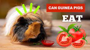 can guinea pigs eat tomatoes you