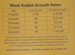 Selecting Quality Breeding Stock Brick House Acres Rabbitry