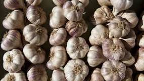 What do brown spots on garlic mean?