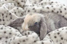 which rabbit bedding is best for my