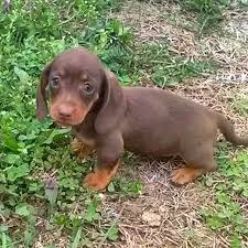Rehome buy and sell, and give an animal a forever home with preloved! Miniature Dachshund Puppies For Sale In Texas Craigslist In 2021 Dachshund Puppies For Sale Dachshund Puppy Miniature Dachshund Puppies