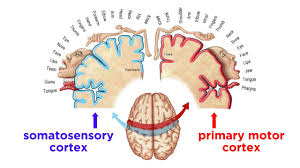 sensorimotor system and human refle