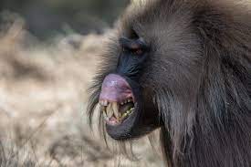 gelada baboon facts habitat behavior