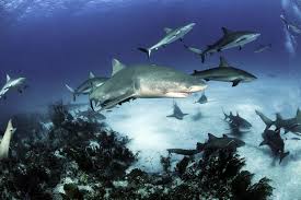 Shark Species Shark Research Institute