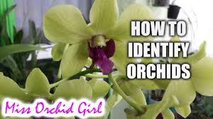 How To Identify Orchids