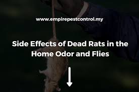 Dead Rats In The Home Odor And Flies
