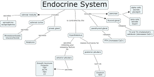 76 Comprehensive Glands Hormones Endocrine System Chart