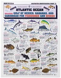 Waterproof Fish Id Charts For Saltwater Bass Pro Shops