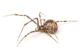 Types Of Spiders In Pa Spectrum Pest Control