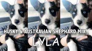 The australian shepherd and siberian husky mix is friendly and welcoming, especially when trained and socialized properly. Husky Mixed With Australian Shepherd Meet My New Puppy Lyla Youtube