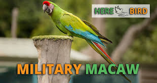 military macaw care s