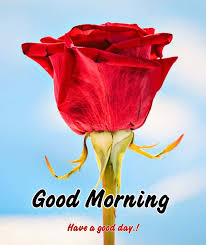 morning red rose close up wallpaper