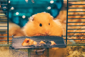 Essential Hamster Supplies All Things