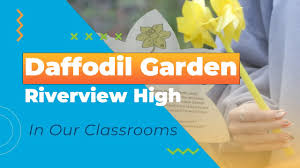 in our clrooms daffodil garden at