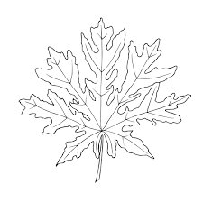 Hand Drawn Papaya Leaf Vector